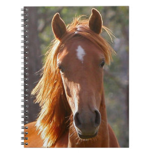Cuaderno Caballo marrón en la luz del sol