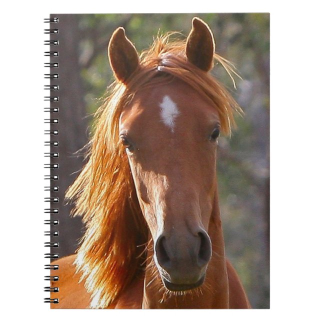 Cuaderno Caballo marrón en la luz del sol (Frente)