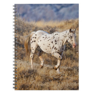 Cuaderno Caballo recorriendo las colinas escénicas de Big H