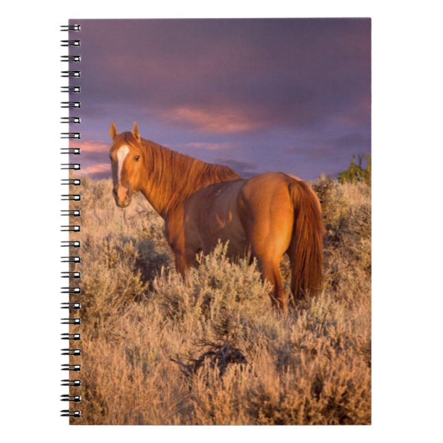 Cuaderno Caballo salvaje del condado de Harney permanece al (Frente)