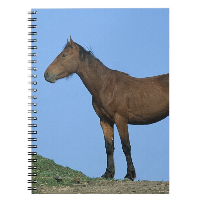 Cuaderno Caballo salvaje del mustango (Frente)