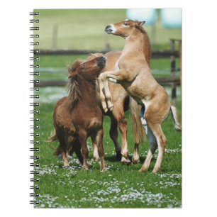 Cuaderno Caballos 3