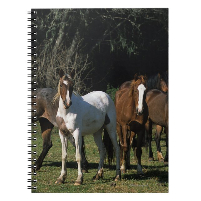 Cuaderno Caballos salvajes 1 del mustango (Frente)