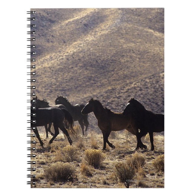 Cuaderno Caballos salvajes del mustango en el desierto 1 (Frente)