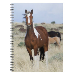 Cuaderno Caballos salvajes, montañas de Steens