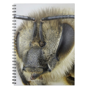 Cuaderno Cabeza de la abeja