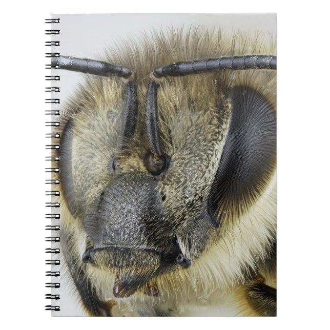 Cuaderno Cabeza de la abeja (Frente)