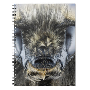 Cuaderno Cabeza del abejorro