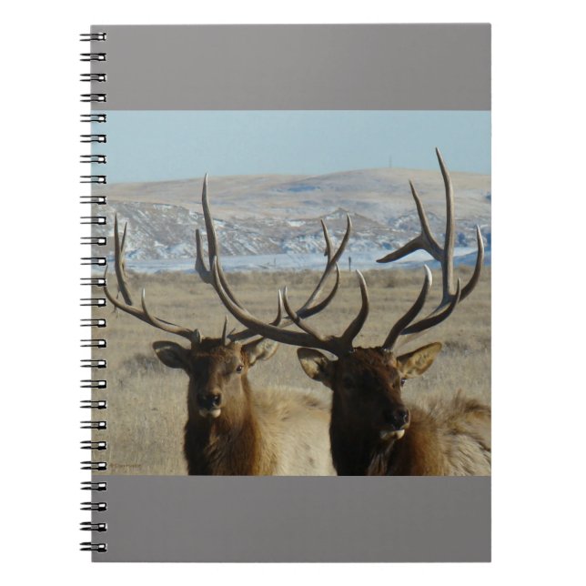 Cuaderno Cabezas de alce toro E45 (Frente)
