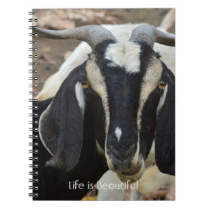 Cuaderno Cabra Blanco Negro Kauai (mi fotografía)