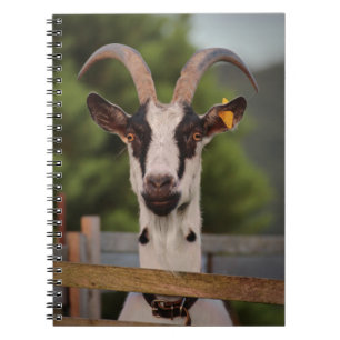 Cuaderno Cabra con cuernos frente a la valla