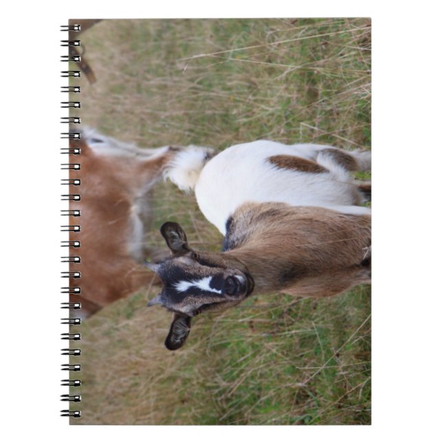 Cuaderno Cabra en un campo (Frente)
