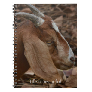 Cuaderno Cabra Marrón Blanca Kauai (mi fotografía)