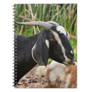 Cuaderno Cabra Negra Kauai (mi fotografía)