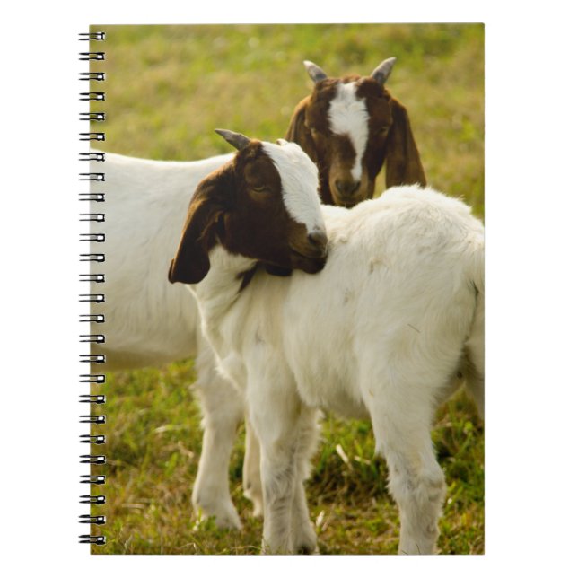 Cuaderno Cabras Boer en una granja soleada Animales de gran (Frente)
