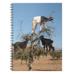 Cuaderno Cabras divertidas en un árbol