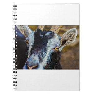 Cuaderno Cabras y cabras (67)