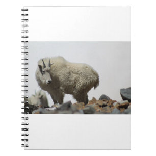 Cuaderno Cabras y cabras (68)