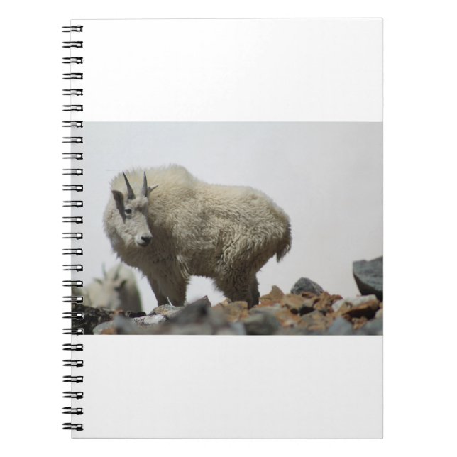 Cuaderno Cabras y cabras (68) (Frente)