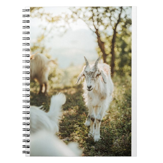 Cuaderno Cabras y cabras (85) (Frente)