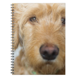 Cuaderno Cacería de cachorros de oro