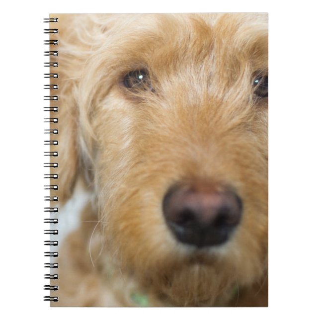 Cuaderno Cacería de cachorros de oro (Frente)