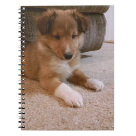 Cuaderno cachorro castrado