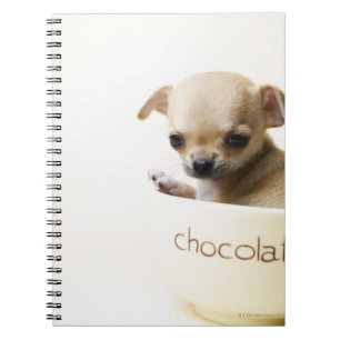 Cuaderno cachorro chihuahua en el tazón (recortado)