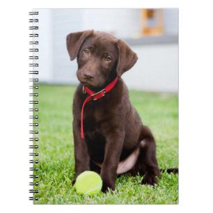 Cuaderno Cachorro de chocolate con bola de tenis