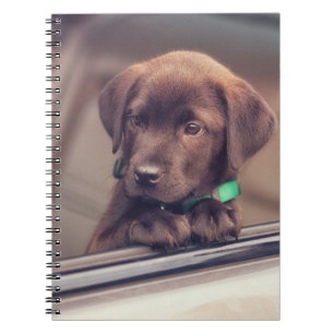 Cuaderno Cachorro De Chocolate En Coche
