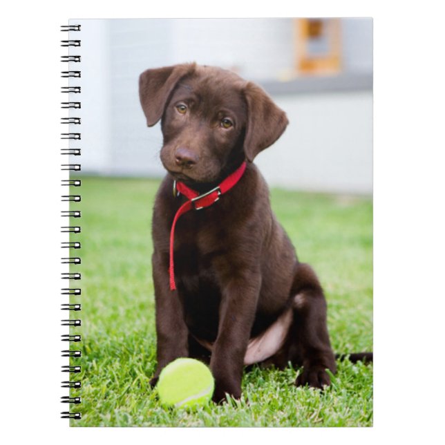 Cuaderno Cachorro De Chocolate Labrador Con Pelota De Tenis (Frente)