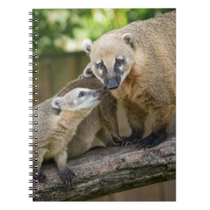 Cuaderno Cachorro de Coati Comparte un Momento Tierno con s