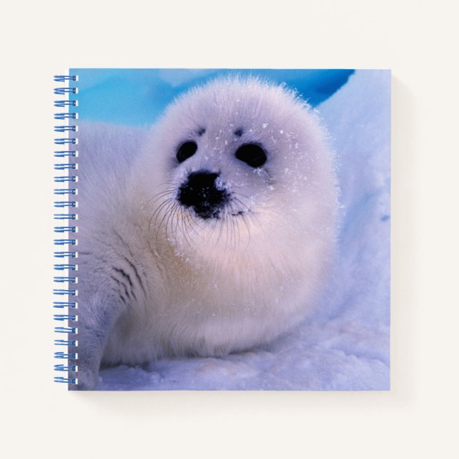 Cuaderno Cachorro de foca arpía cubierto de copos de nieve (Anverso)