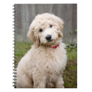 Cuaderno Cachorro de goldendodo se sienta en la hierba