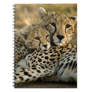 Cuaderno Cachorro de guepardo acurrucándose con su madre