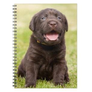 Cuaderno Cachorro de laboratorio de chocolate