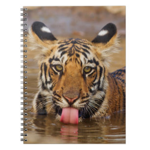 Cuaderno Cachorro de Tigre de Bengala Real, bebiendo agua