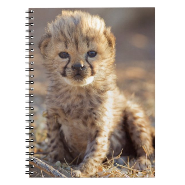 Cuaderno Cachorro macho de guepardo de 19 días (Frente)