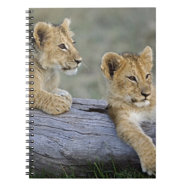 Cuaderno Cachorros de León en Tronco (Frente)