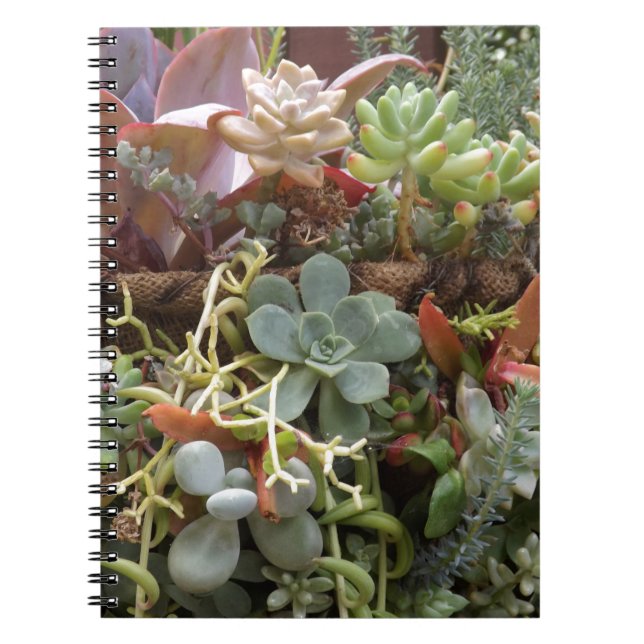 Cuaderno Cacti multicolor (Frente)