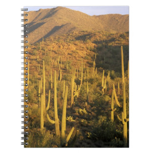 Cuaderno Cactus saguaro en el Parque Nacional Saguaro cerca