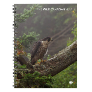Cuaderno Cae - Halcón Peregrino