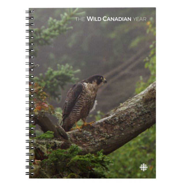 Cuaderno Cae - Halcón Peregrino (Frente)
