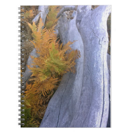 Cuaderno Caída de Brackens Forestales