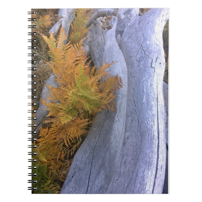Cuaderno Caída de Brackens Forestales (Frente)