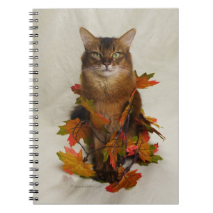 Cuaderno Caída deja gato somalí