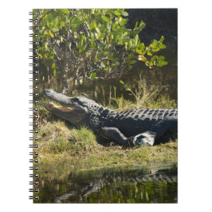 Cuaderno Caimán de Florida en una orilla de hierba silvestr