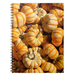 Cuaderno calabazas pequeñas en la pila