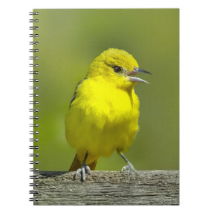 Cuaderno Calandria de Huerta - Fotografía Original
