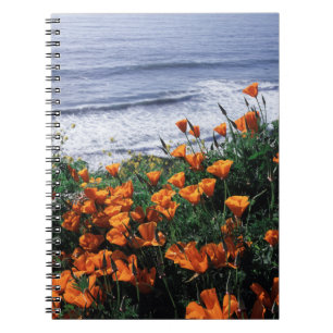 Cuaderno California, Costa de Big Sur, Amapola de Californi
